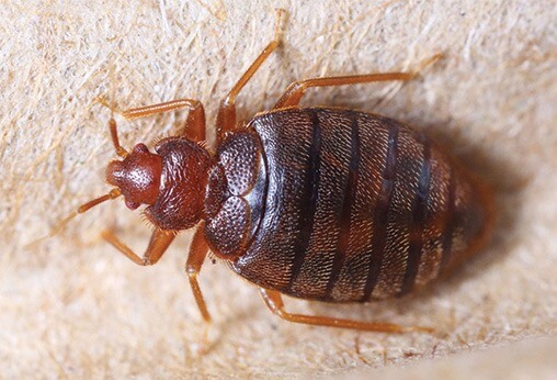 Bed Bugs Control